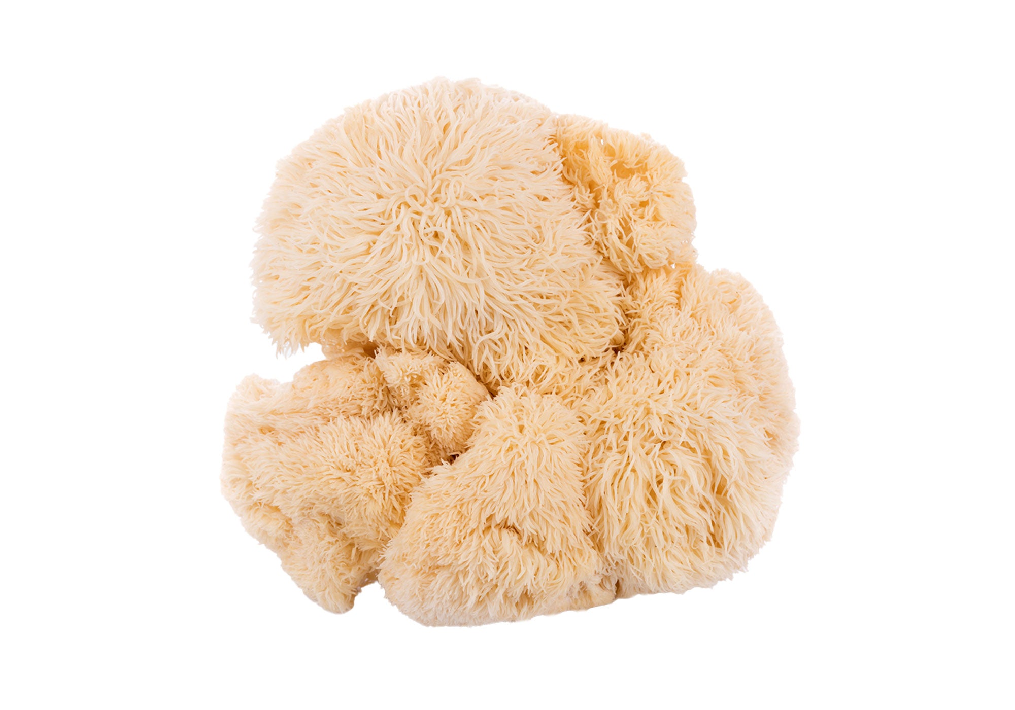 Lions Mane Mushroom