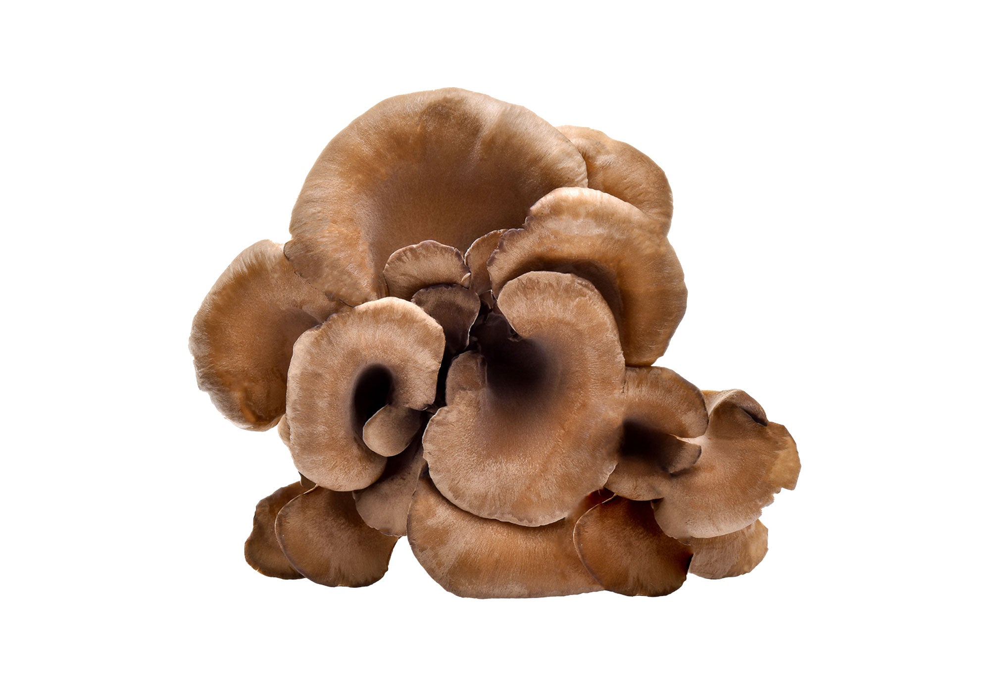 Maitake Mushroom