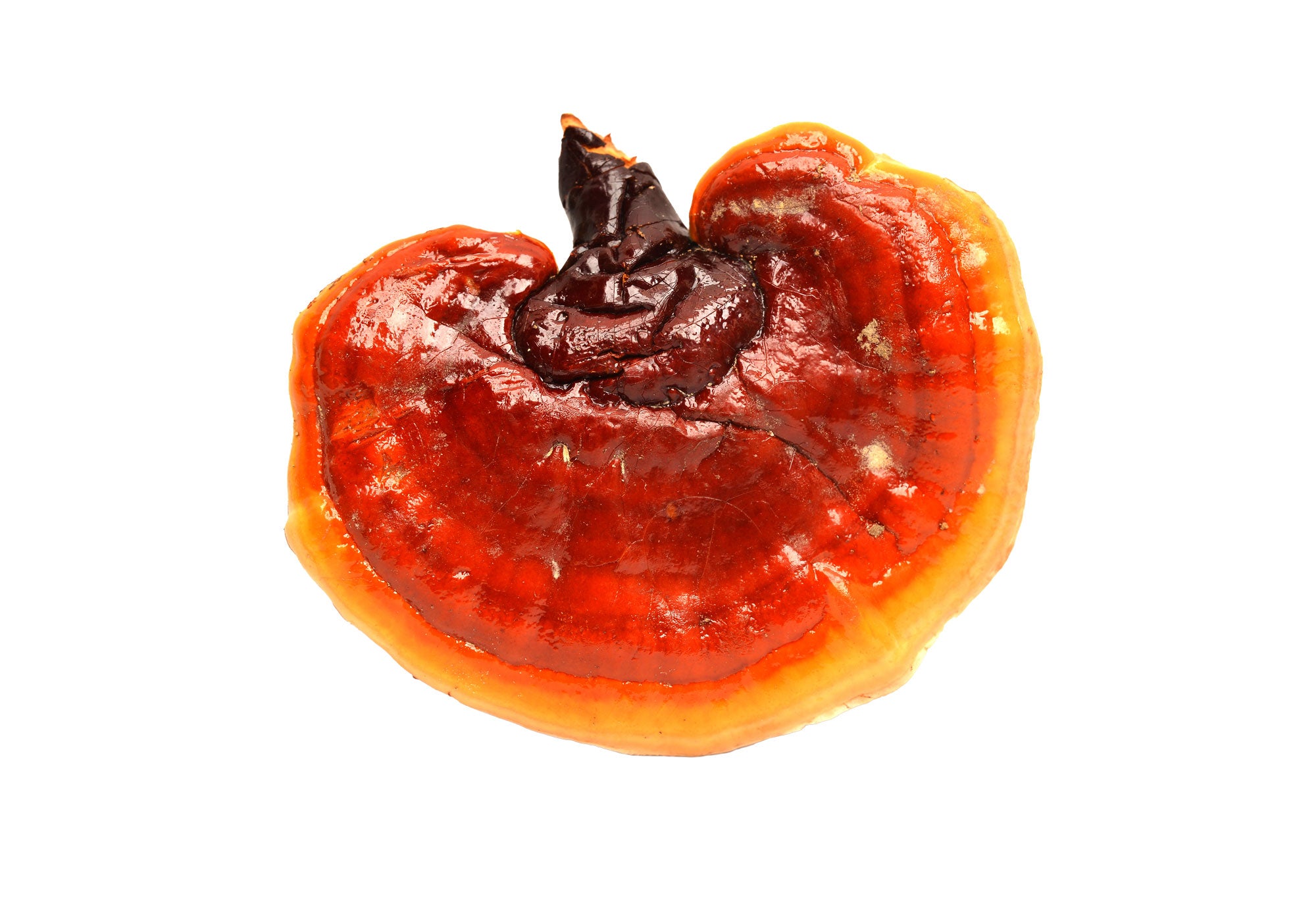 Reishi Mushroom UK