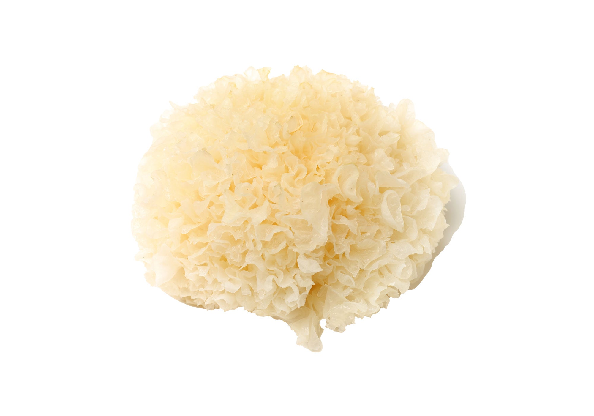 Tremella Mushroom
